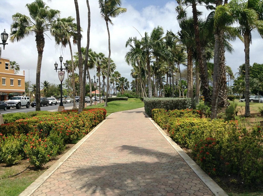 A paved brick walkway lined with blooming flower bushes and tall palm trees in Wilhelmina Park, Aruba.